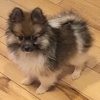 AKC Prince, a male Pomeranian for sale in Kingman, AZ – Photo 3 of 9