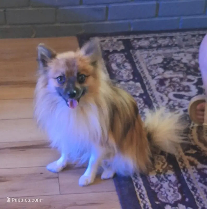AKC Mr. Mister – Pomeranian puppy for sale in Kingman, AZ