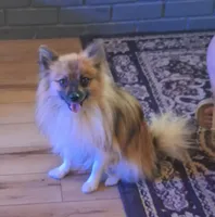 AKC Prince, a male Pomeranian for sale in Kingman, AZ – Photo 7 of 9