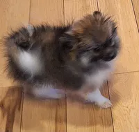 AKC Prince, a male Pomeranian for sale in Kingman, AZ – Photo 8 of 9