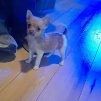 JoJo, a male Pomeranian and Toy Fox Terrier for sale in Kingman, AZ – Photo 6 of 6