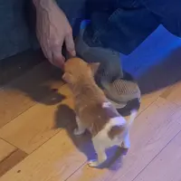 JoJo, a male Pomeranian and Toy Fox Terrier for sale in Kingman, AZ – Photo 3 of 6