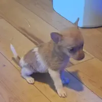 JoJo, a male Pomeranian and Toy Fox Terrier for sale in Kingman, AZ – Photo 1 of 6