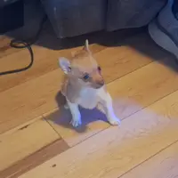 JoJo, a male Pomeranian and Toy Fox Terrier for sale in Kingman, AZ – Photo 2 of 6