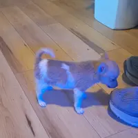 JoJo, a male Pomeranian and Toy Fox Terrier for sale in Kingman, AZ – Photo 5 of 6