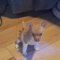 JoJo, a male Pomeranian and Toy Fox Terrier for sale in Kingman, AZ – Photo 4 of 6