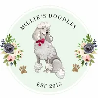 Olly, a male Poodle - Standard  for sale in High Point, NC – 6 of 8