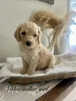 Olly, a male Poodle - Standard  for sale in High Point, NC – 3 of 8