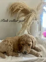 Olly, a male Poodle - Standard  for sale in High Point, NC – 4 of 8