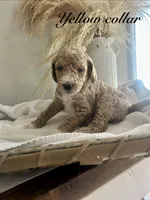 Olly, a male Poodle - Standard  for sale in High Point, NC – 2 of 8