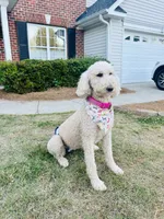 Olly, a male Poodle - Standard  for sale in High Point, NC – 8 of 8