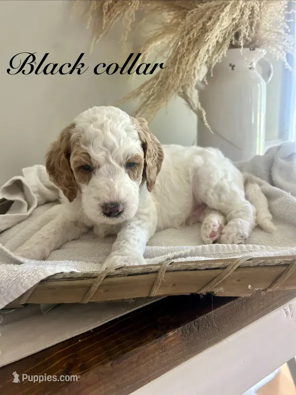 Olly – Poodle - Standard  puppy for sale in High Point, NC