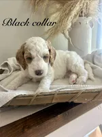 Olly, a male Poodle - Standard  for sale in High Point, NC – 1 of 8