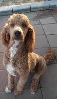 Olly, a male Poodle - Standard  for sale in High Point, NC – 7 of 8