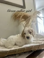 Olly, a male Poodle - Standard  for sale in High Point, NC – 5 of 8