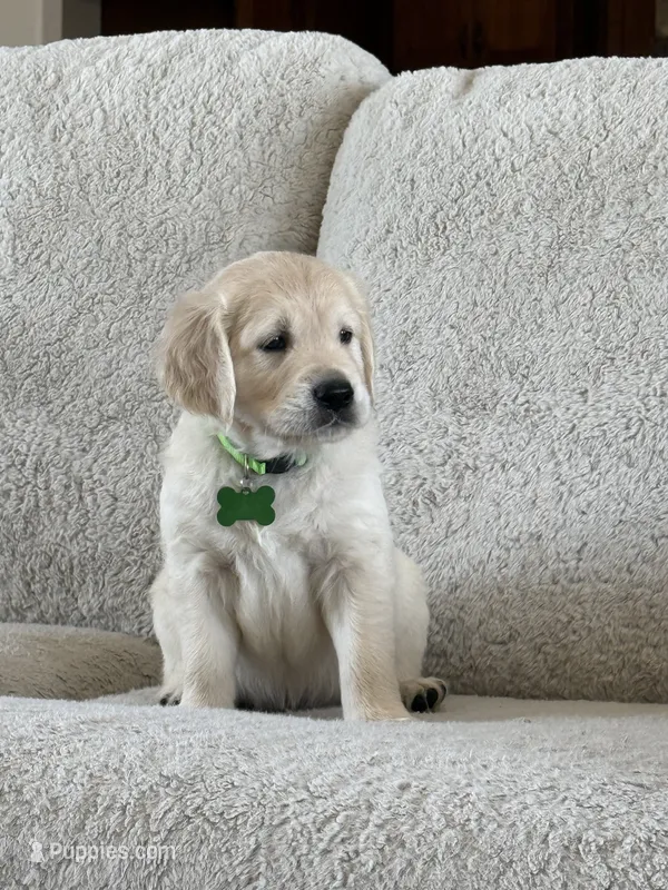 Jaws  – Golden Retriever puppy for sale in Visalia, CA