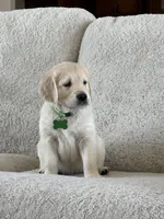Jaws , a male Golden Retriever for sale in Visalia, CA – 1 of 4