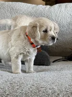 Baby Ray, a male Golden Retriever for sale in Visalia, CA – 6 of 7
