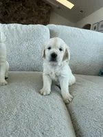 Wave , a male Golden Retriever for sale in Visalia, CA – 2 of 8