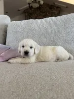 Wave , a male Golden Retriever for sale in Visalia, CA – 8 of 8
