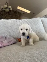 Wave , a male Golden Retriever for sale in Visalia, CA – 4 of 8
