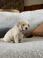 Baby Ray, a male Golden Retriever for sale in Visalia, CA – 4 of 7