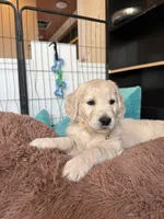 Shakira, a female Golden Retriever for sale in Visalia, CA – Photo 2 of 7