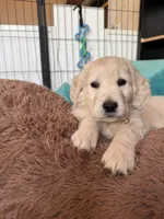 Shakira, a female Golden Retriever for sale in Visalia, CA – Photo 4 of 7
