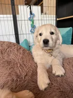 Shakira, a female Golden Retriever for sale in Visalia, CA – Photo 1 of 7