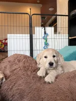 Shakira, a female Golden Retriever for sale in Visalia, CA – Photo 6 of 7