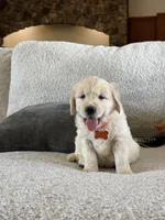 Baby Ray, a male Golden Retriever for sale in Visalia, CA – 5 of 7