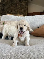 Baby Ray, a male Golden Retriever for sale in Visalia, CA – 3 of 7