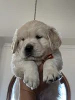 Baby Ray, a male Golden Retriever for sale in Visalia, CA – 2 of 7