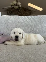 Wave , a male Golden Retriever for sale in Visalia, CA – 1 of 8