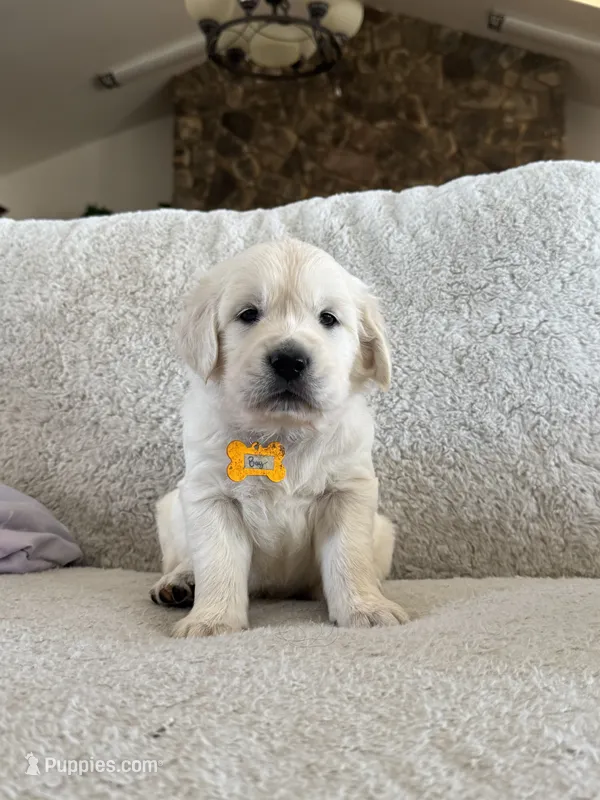 Bay – Golden Retriever puppy for sale in Visalia, CA