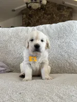 Bay, a male Golden Retriever for sale in Visalia, CA – 1 of 5