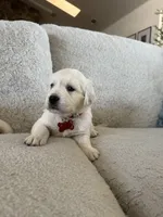Scuba, a male English Cream Golden Retriever for sale in Visalia, CA – 4 of 6