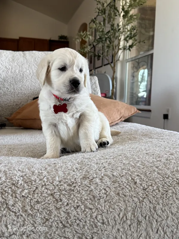 Scuba – English Cream Golden Retriever puppy for sale in Visalia, CA
