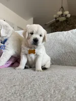 Bay, a male Golden Retriever for sale in Visalia, CA – 2 of 5