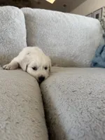Scuba, a male English Cream Golden Retriever for sale in Visalia, CA – 3 of 6