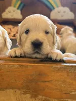 Scuba, a male English Cream Golden Retriever for sale in Visalia, CA – 6 of 6