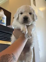 Wave , a male Golden Retriever for sale in Visalia, CA – 7 of 8