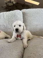 Scuba, a male English Cream Golden Retriever for sale in Visalia, CA – 2 of 6
