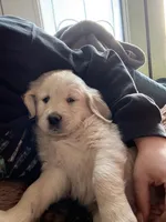 processed/b6b4b301-ad4a-4a38-b9c6-1d8058df5bde/listing/89423244-dcdd-4c7f-aa01-840d6cfd9d25/3f35ec6f-d85d-4a48-8afd-2c2f2725fcba