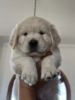 Baby Ray, a male Golden Retriever for sale in Visalia, CA – 7 of 7