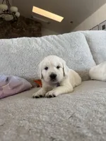 Wave , a male Golden Retriever for sale in Visalia, CA – 3 of 8