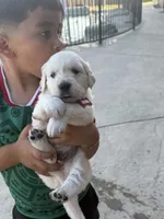 Scuba, a male English Cream Golden Retriever for sale in Visalia, CA – 5 of 6