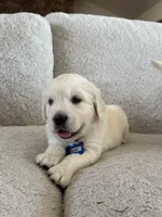 Wave , a male Golden Retriever for sale in Visalia, CA – 5 of 8