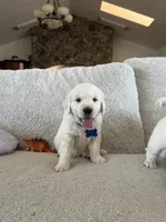 Wave , a male Golden Retriever for sale in Visalia, CA – 6 of 8