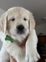 Jaws , a male Golden Retriever for sale in Visalia, CA – 3 of 4